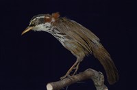 藏品(小彎嘴)的圖片